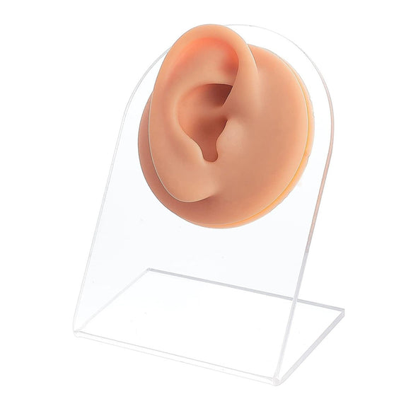 AM94-D : Silicone Ear Model Display